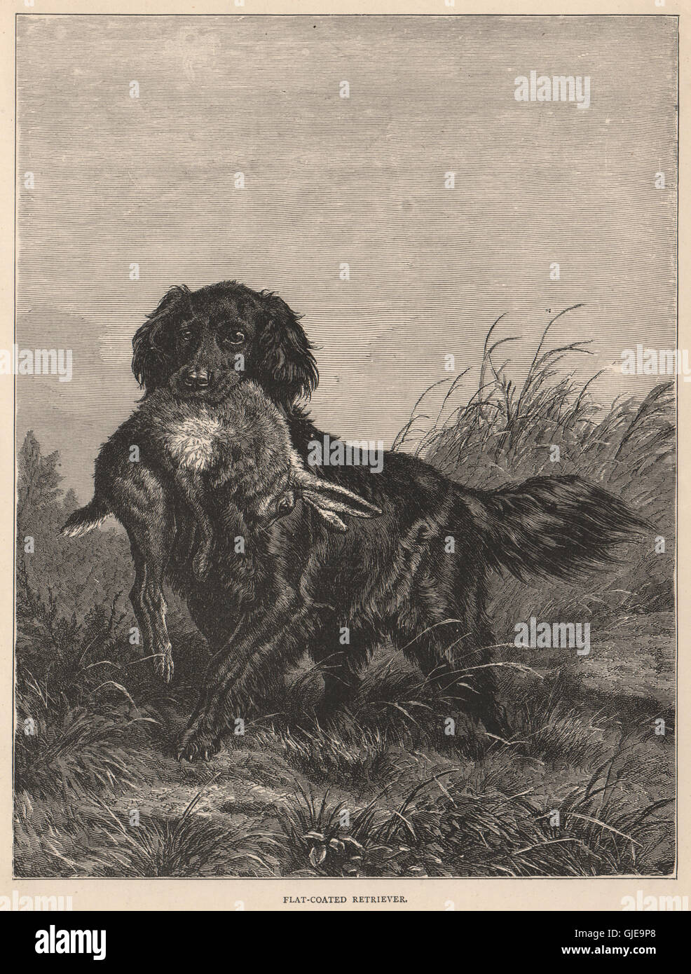 SHOOTING LADY AND MAN FLAT COATED RETRIEVER VINTAGE STYLE DOG ART PRINT MATTED 