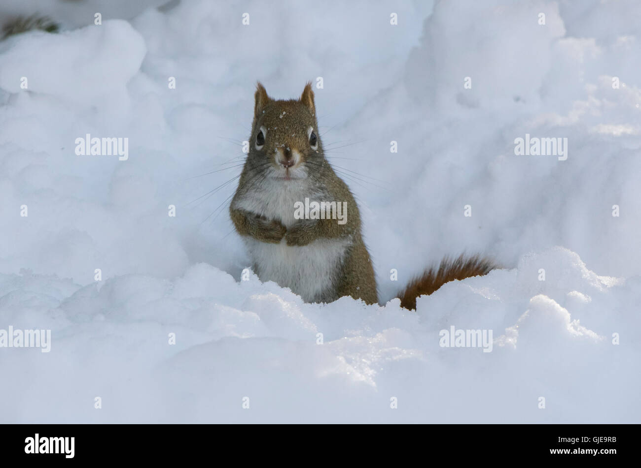 American Red Squirrel (Tamiasciurus hudsonicus) after heavy snowfall. Acadia National Park, Maine, USA. Stock Photo