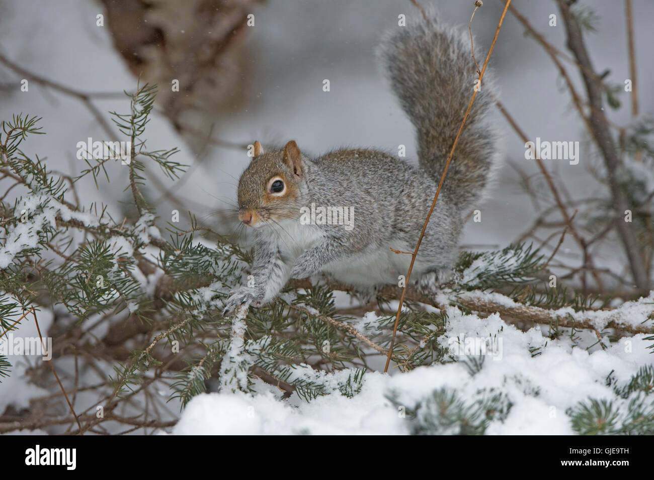 Eastern Gray Squirrel (Sciurus carolinensis). Acadia National Park, Maine, USA. Stock Photo