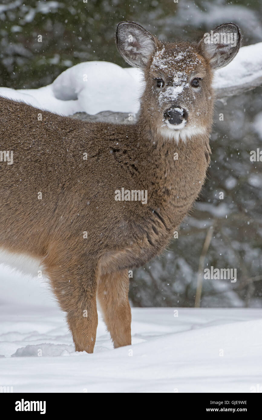 Baby deer in snowstorm. Stock Photo