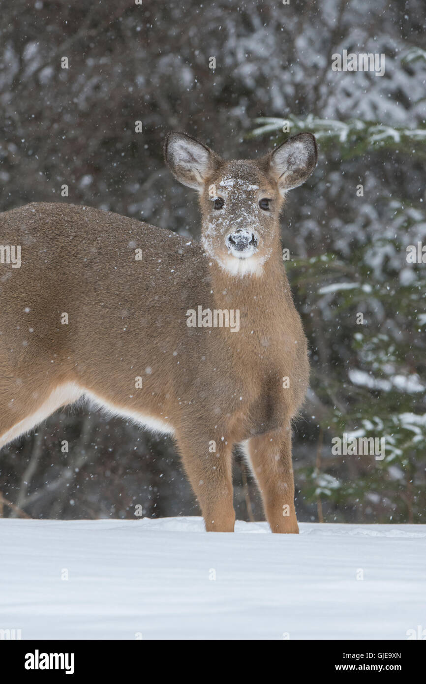 Baby deer in snowstorm Stock Photo Alamy