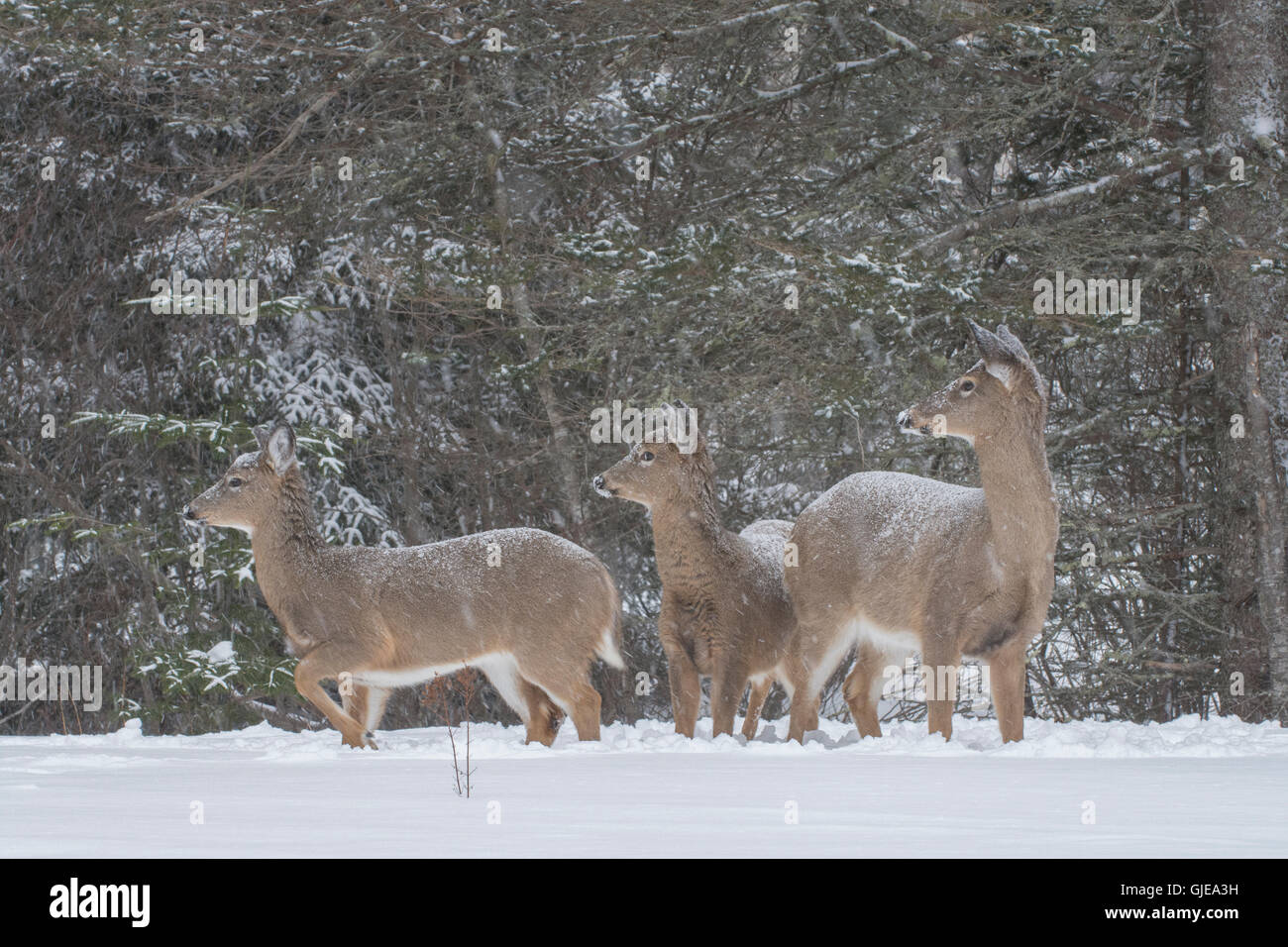 Deer family in snowstorm. Stock Photo