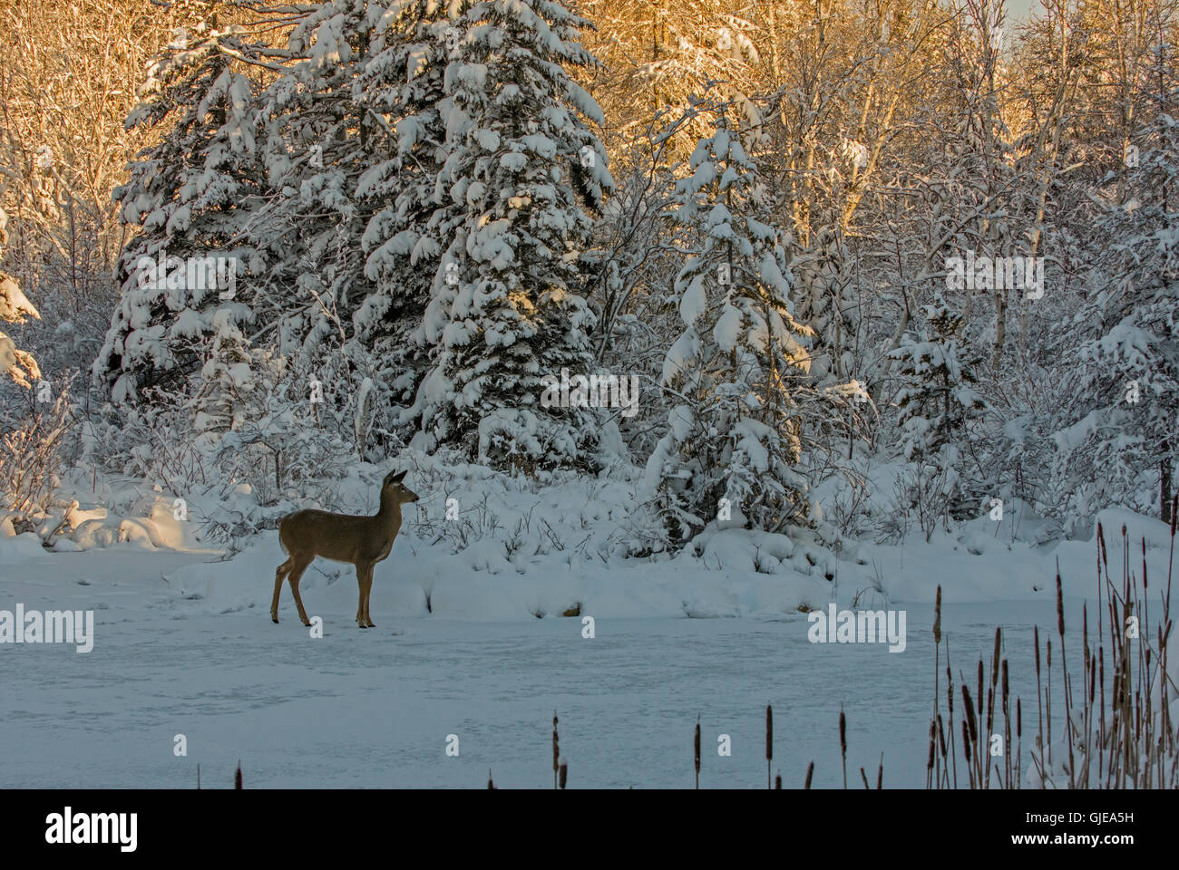 White-tailed Deer (Odocoileus virginianus) on frozen pond at sunrise. Stock Photo