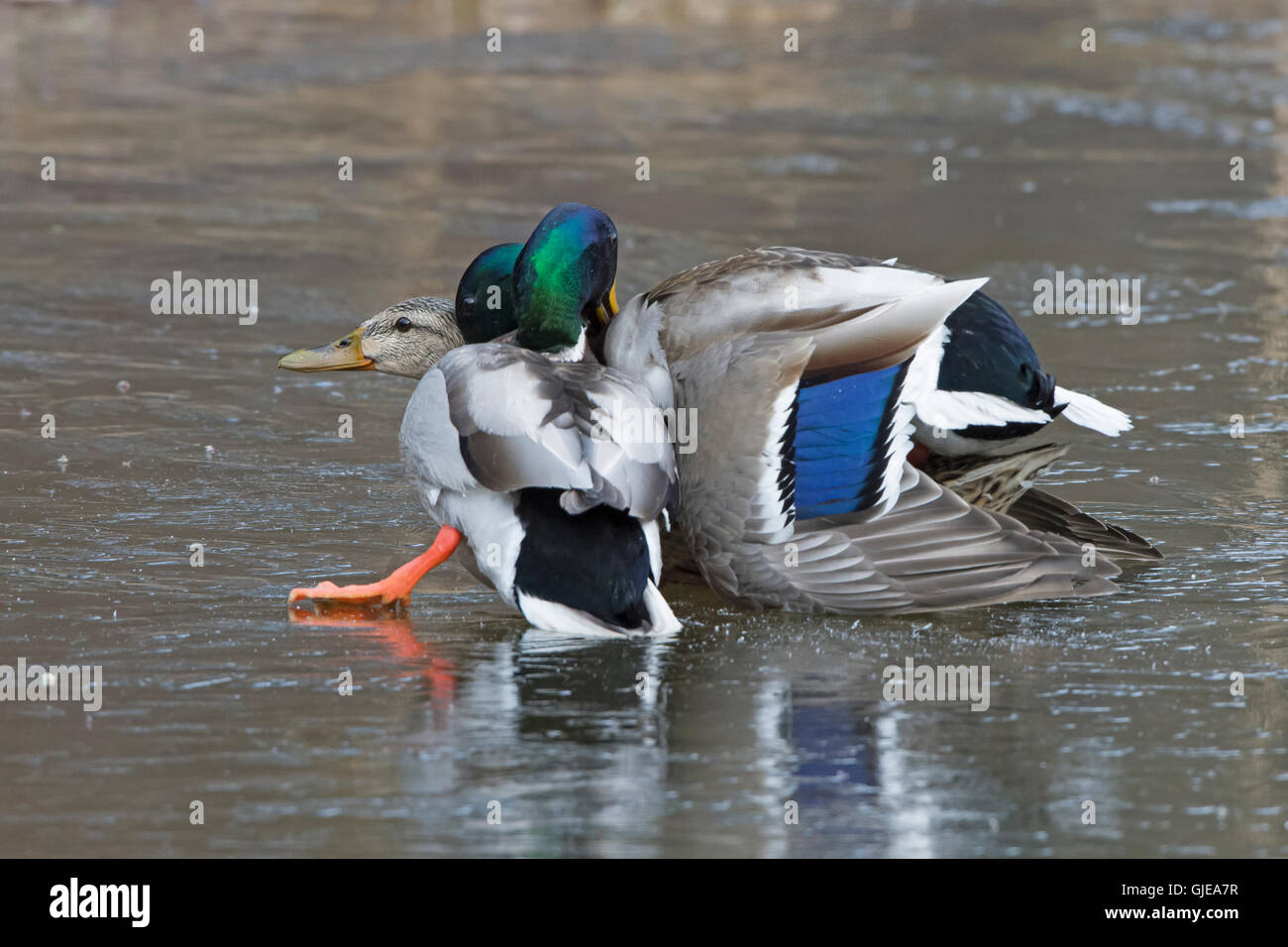 Mallard (Anas platyrhynchos). Mating frenzy on ice. Acadia National Park, Maine, USA. Stock Photo