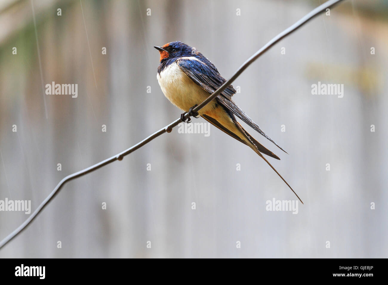 bird in the rain Stock Photo - Alamy