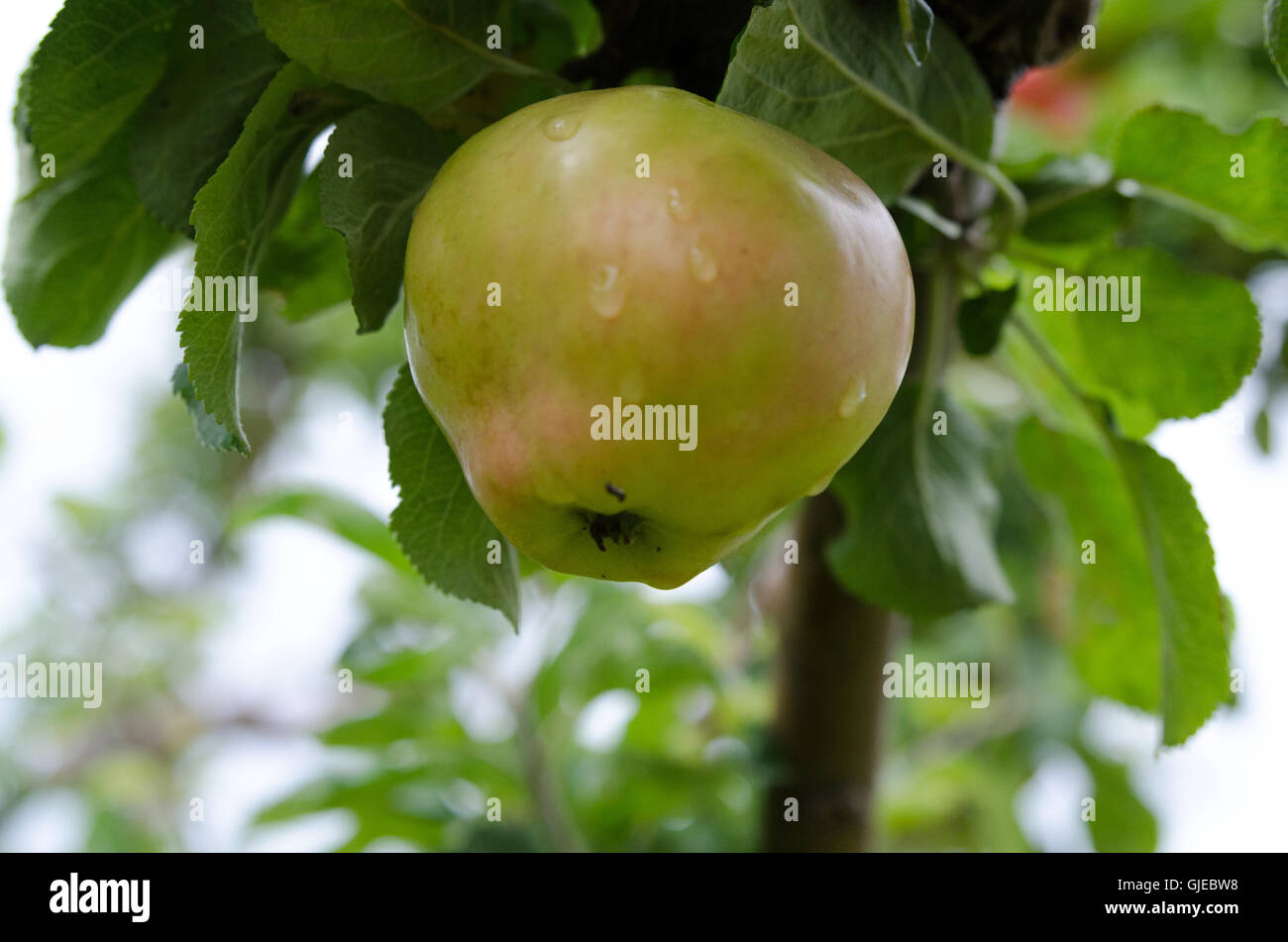 one apple three with fresh apple with som raindrops Stock Photo - Alamy