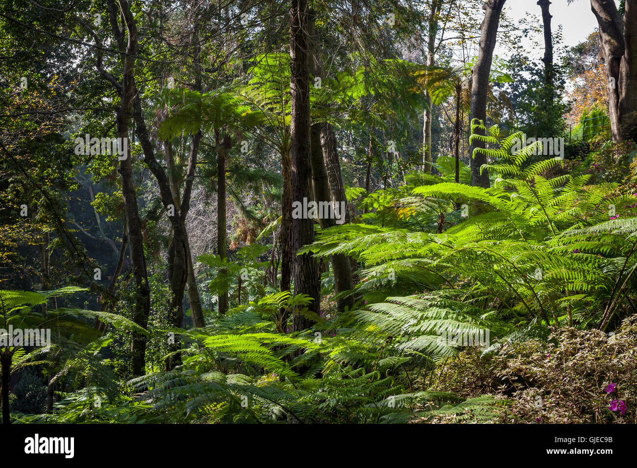 Monte garden tropical forests in Funchal, Madeira Stock Photo