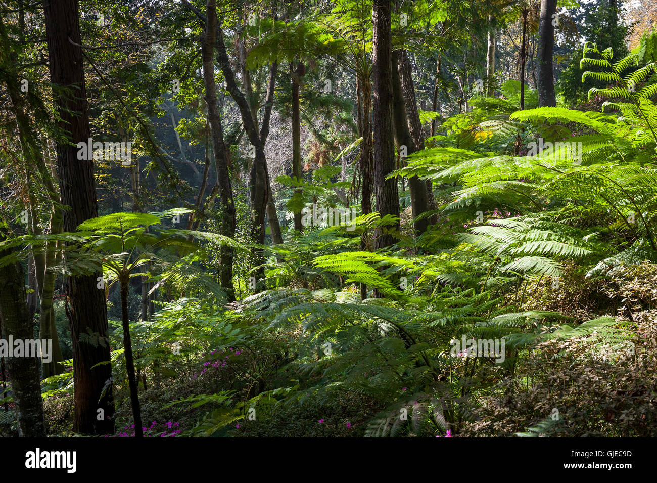 Tropical forests of Madeira island Stock Photo