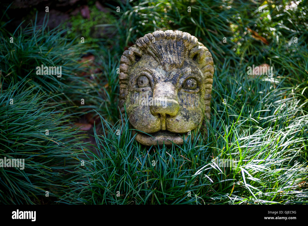 Lion face sculpture in the Monte touristic garden of Funchal. Stock Photo