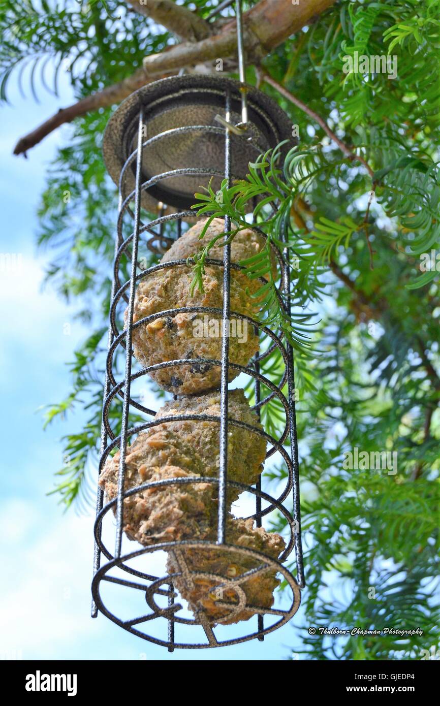 Fat balls in a wire bird feeder hanging from a tree branch against blue