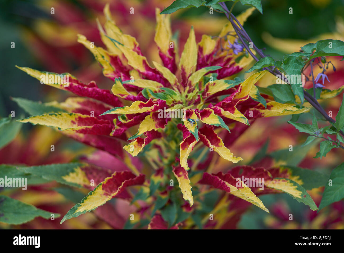 Joseph's coat  Amaranthus tricolor  perfecta plant tampala tandaljo tandalja bhaji callaloo Stock Photo
