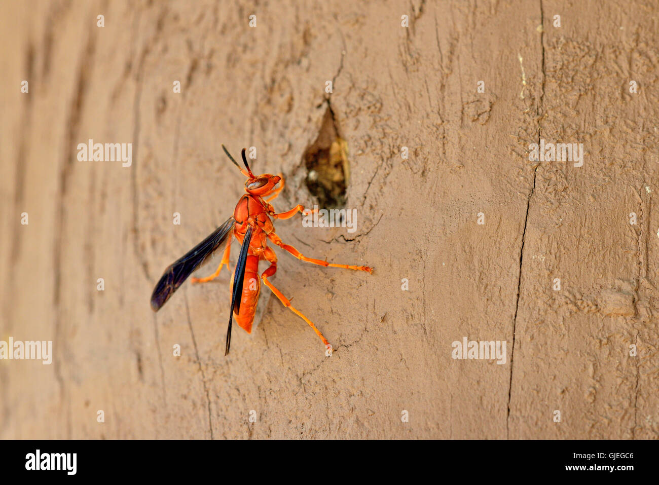 Red Wasp Polistes Carolina On Cabin Wall Wood Petit Jean State