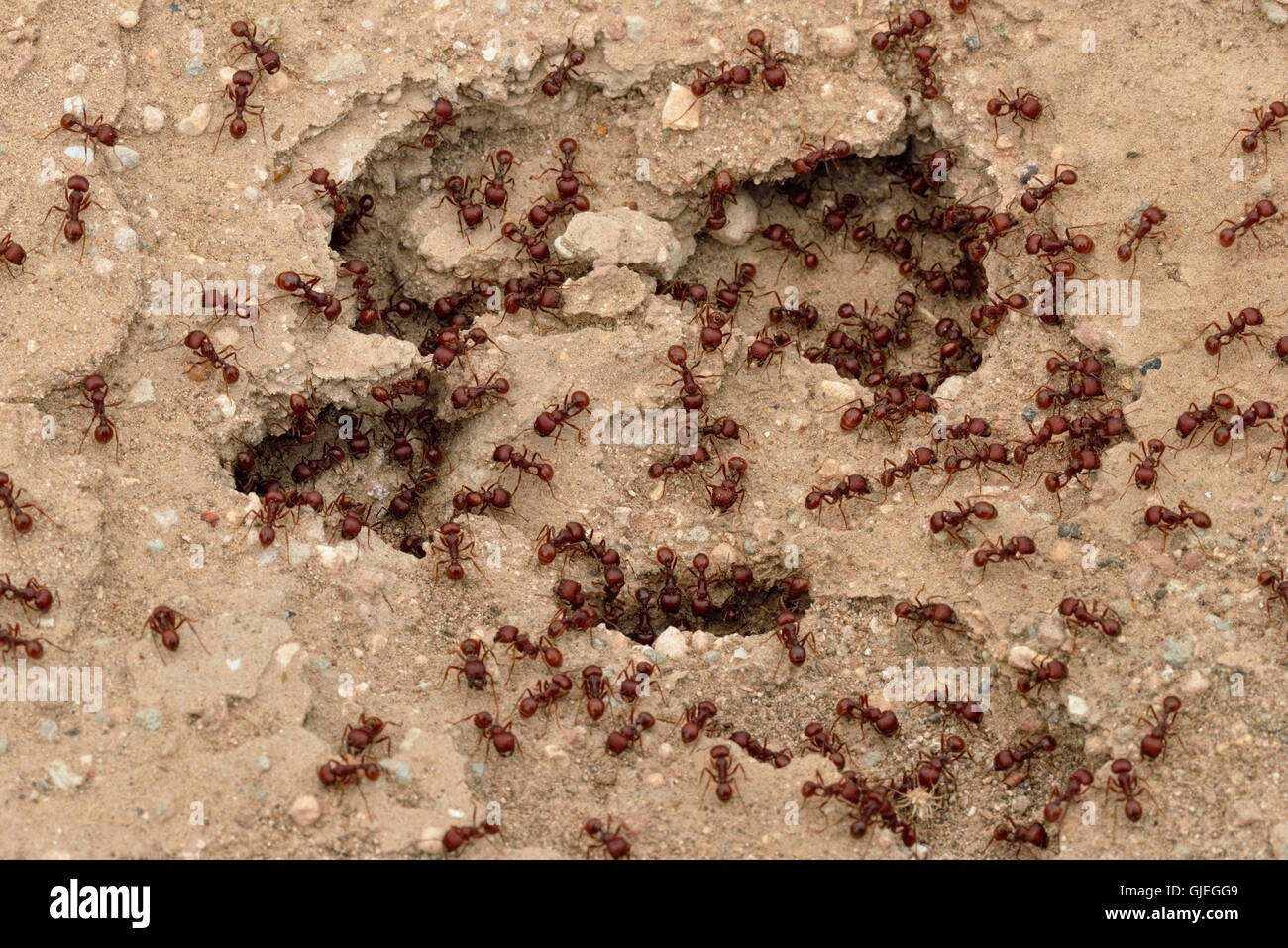 Red harvester ants (Pogonomyrmex barbatus), Rio Grande City, Texas, USA Stock Photo