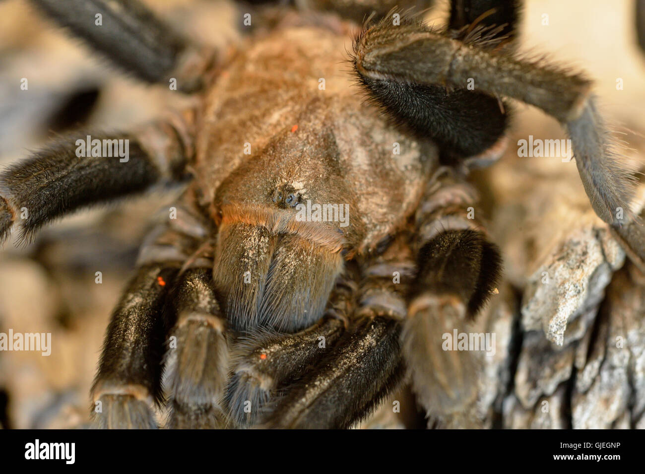 Texas Brown tarantula (Aphonopelma hentzi), Rio Grande City, Texas, USA Stock Photo