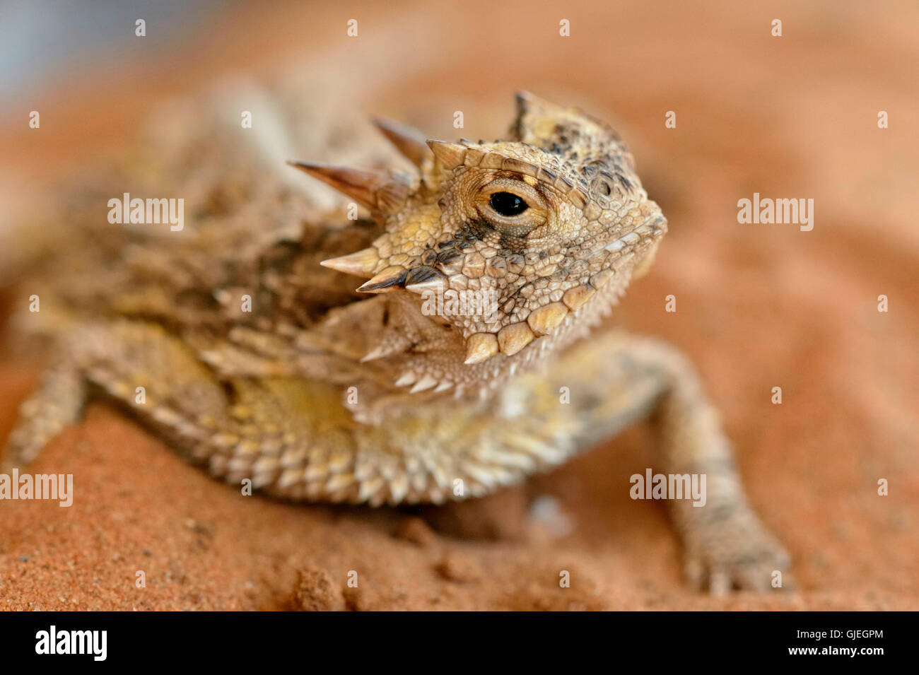 Desert Horned Lizard Skin