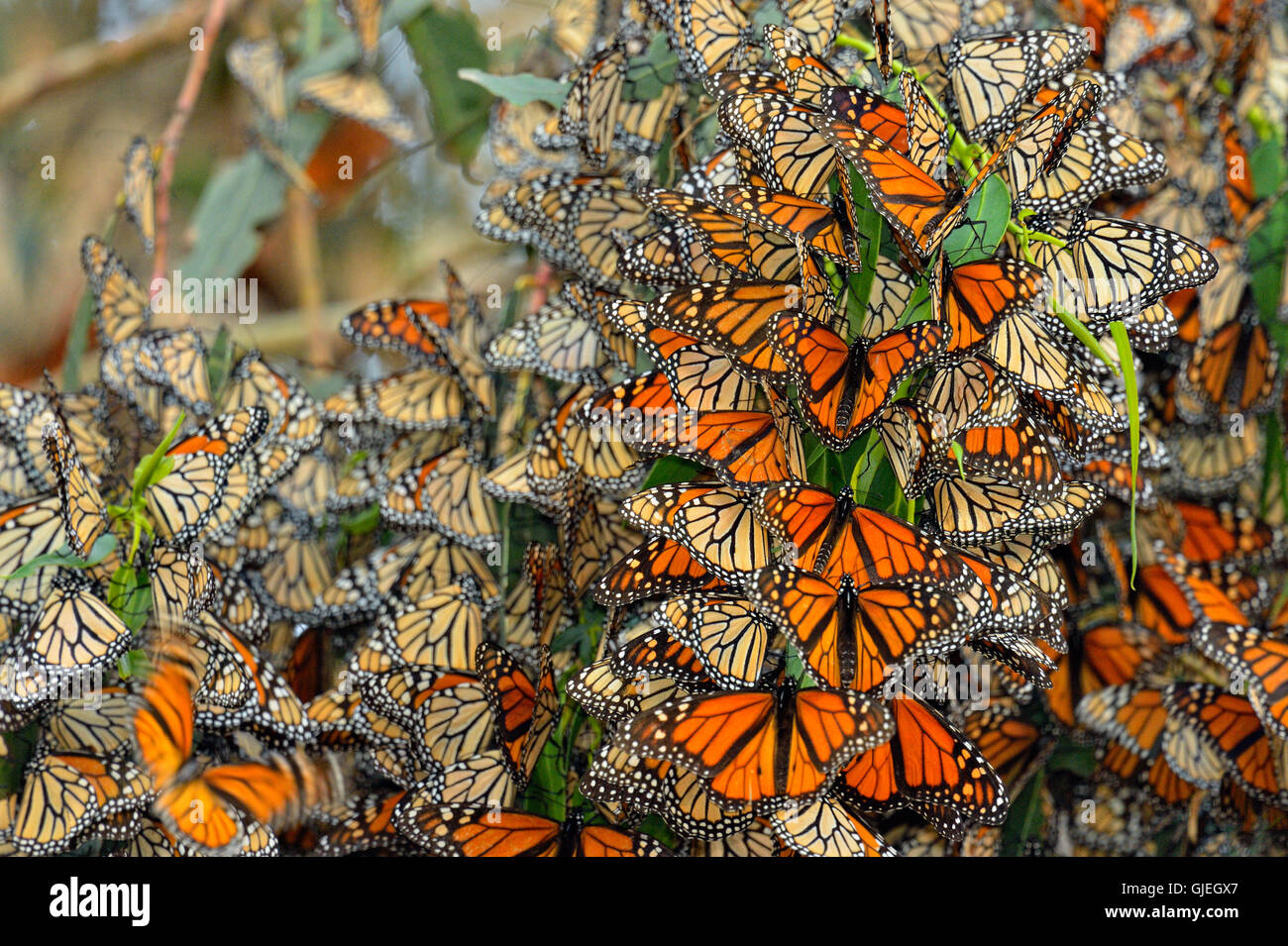 Monarch (Danaus plexippus) Winter colony roosting in eucalyptus tree