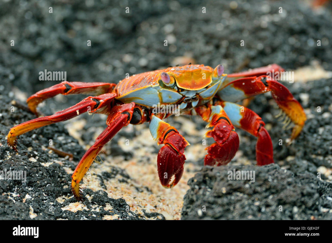 Sally Lightfoot Crab (Grapsus grapsus), Galapagos Islands National Park, Santa Cruz Is., Las Bachas Beach, Ecuador Stock Photo