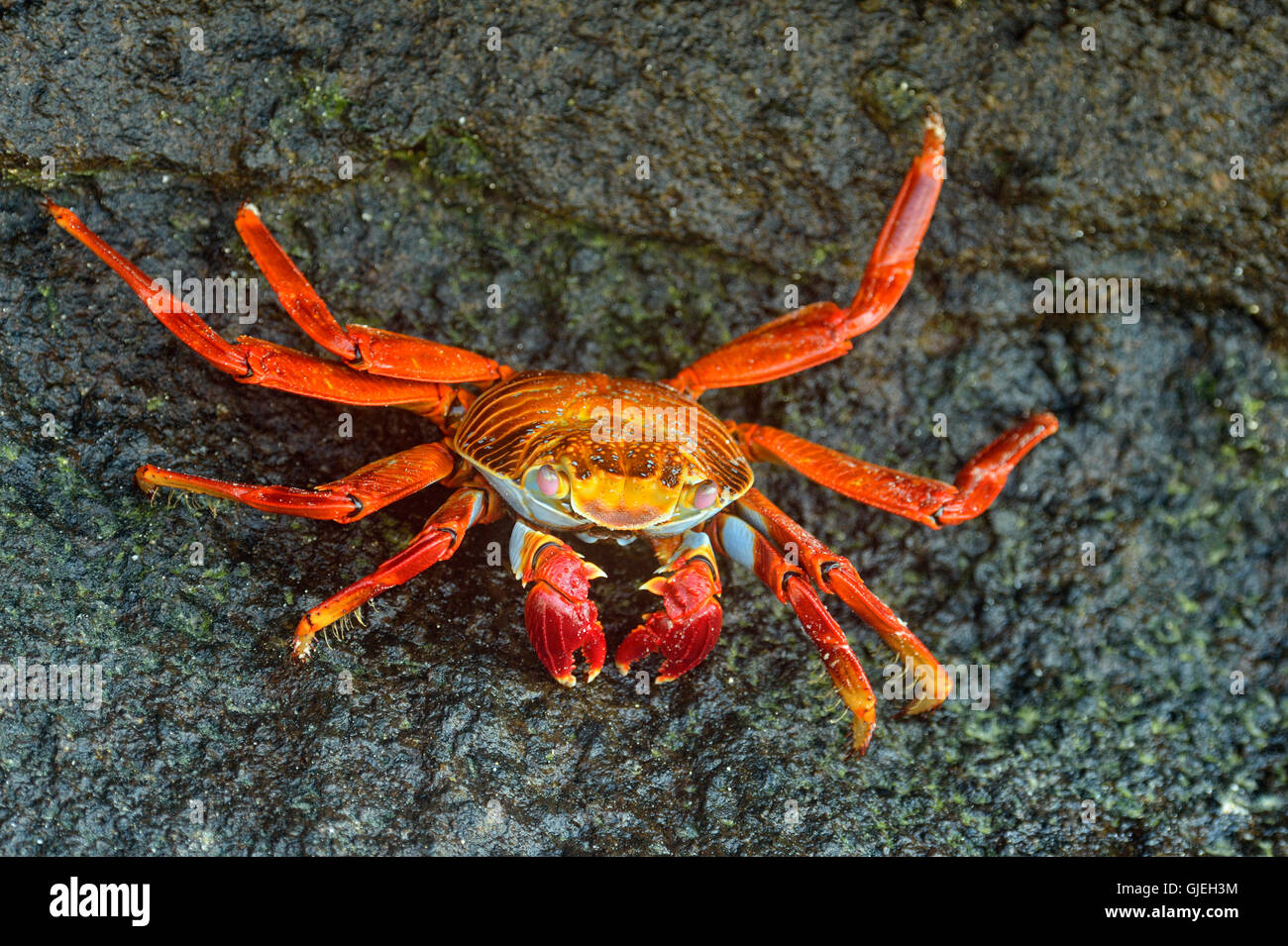 Sally Lightfoot Crab (Grapsus grapsus), Galapagos Islands National Park, Floreana Island, Ecuador Stock Photo