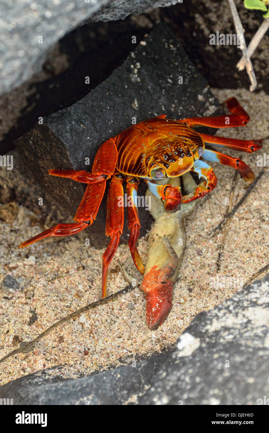 Sally Lightfoot Crab (Grapsus grapsus) Scavenging dead lava lizard, Galapagos Islands National Park, Ecuador Stock Photo
