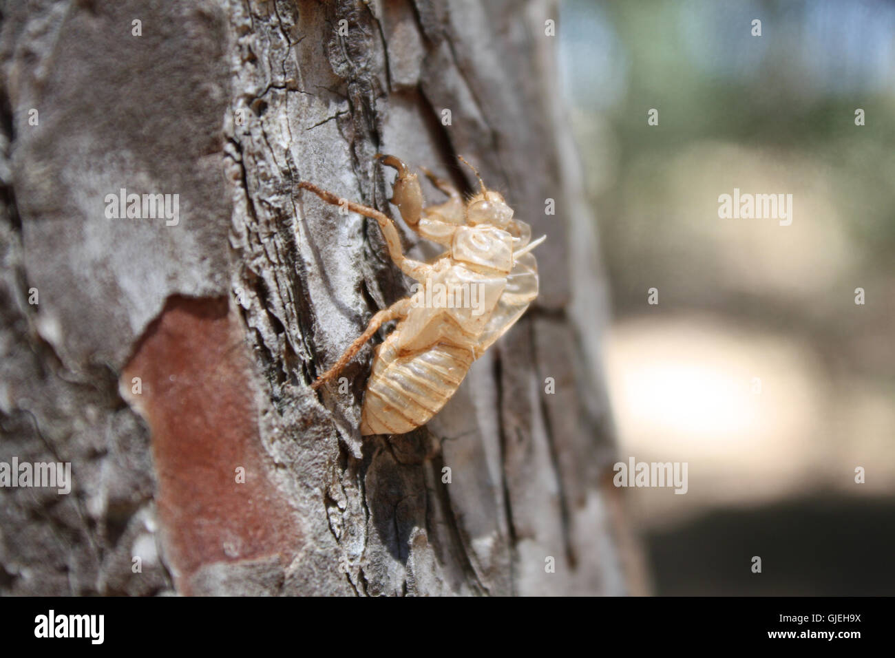 Balm-cricket's exuvia over tree cortex. Stock Photo