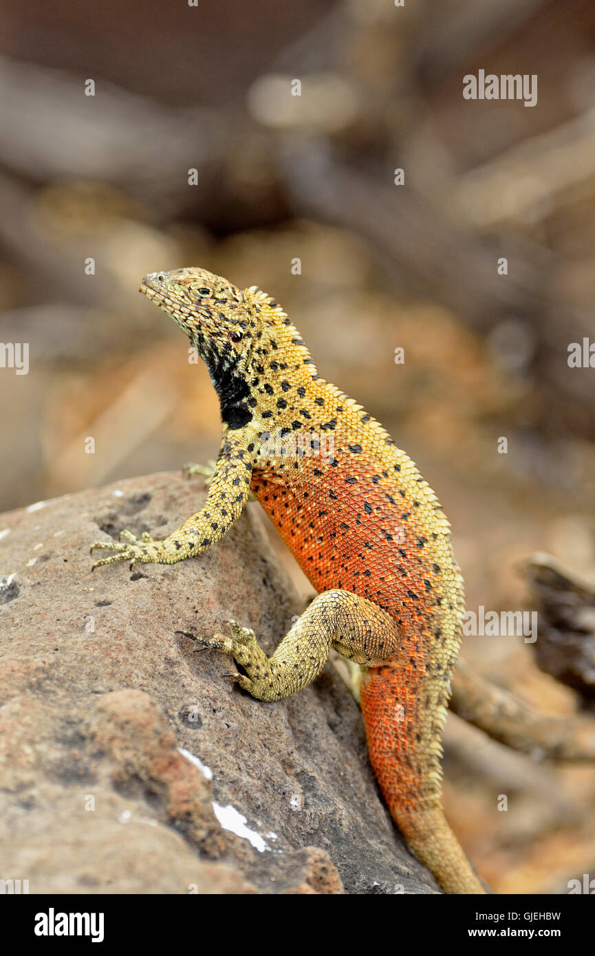 Lava lizard (Tropidurus spp.), Galapagos Islands National Park