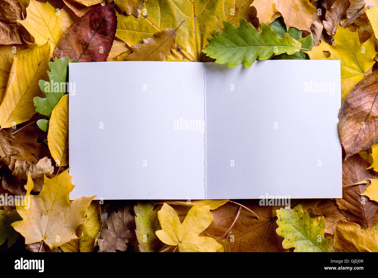 Greeting Card Back Example Back of a greeting card hi-res stock photography and images - Alamy