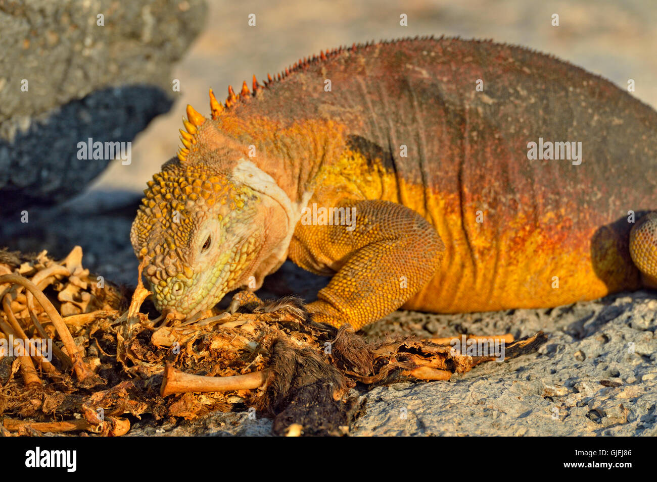 Land iguana (Conolophus subcristatus) Eating sea lion carcass, Galapagos Islands National Park, South Plaza Island, Ecuador Stock Photo