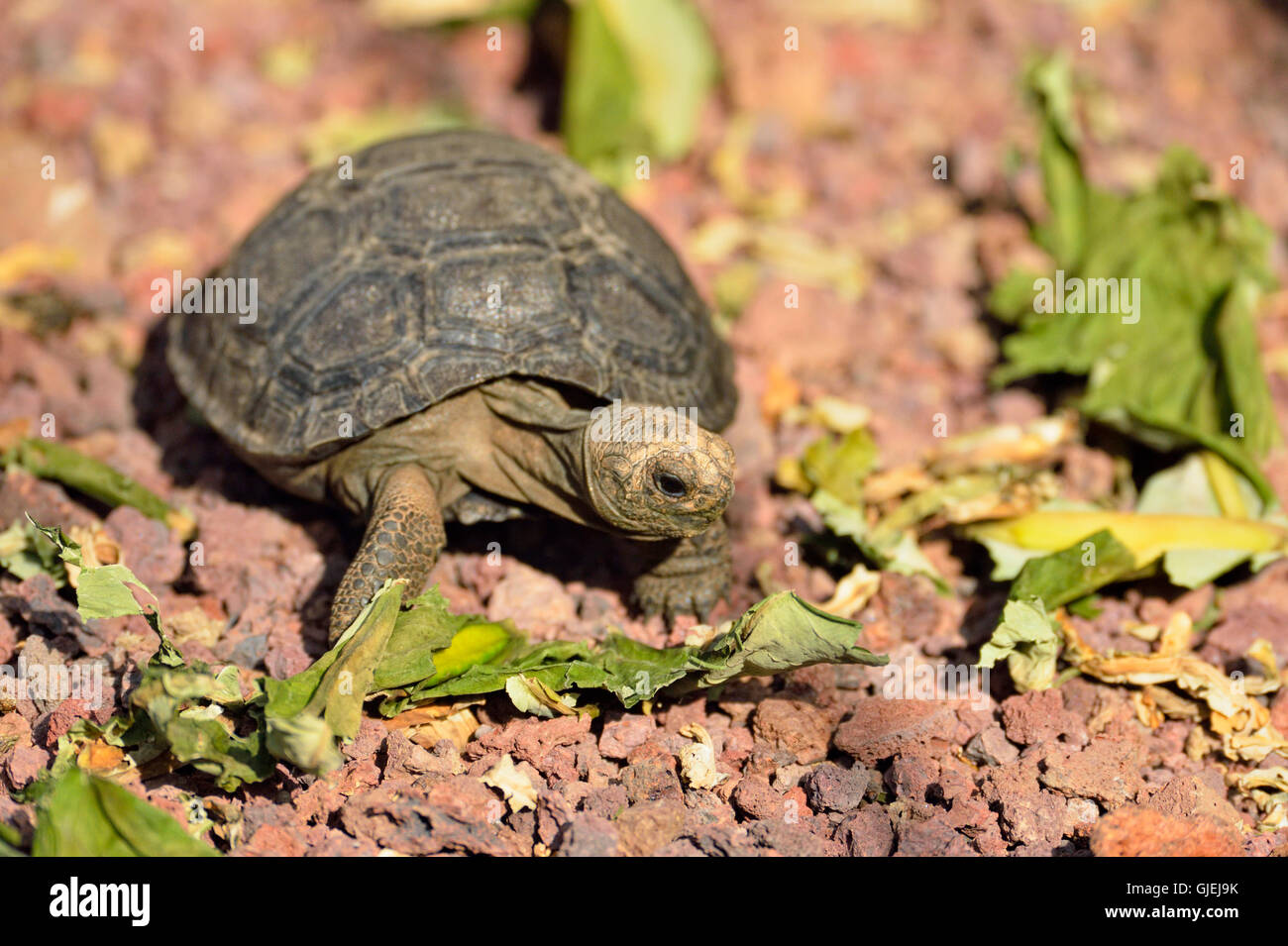 Giant tortoise (Geochelone elephantopus) baby Santiago Island subspecies, Darwin Research Station, Puerto Aroya, Ecuador Stock Photo