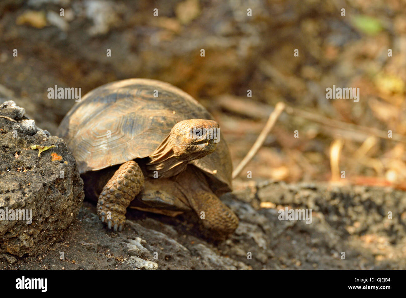 Giant tortoise (Geochelone elephantopus) baby, Darwin Research Station, Puerto Aroya, Santa Cruz Island, Ecuador Stock Photo