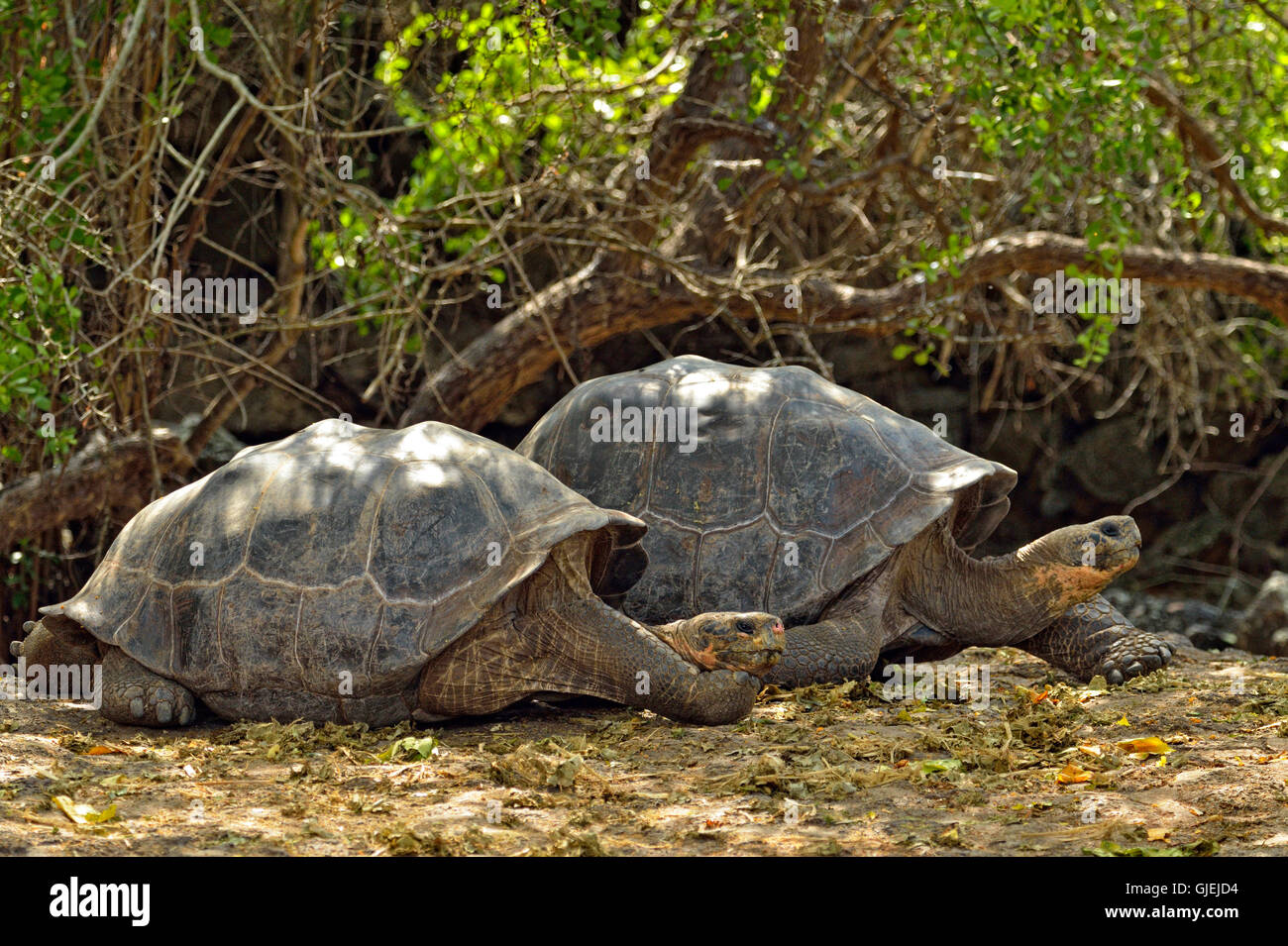Galapagos giant tortoise (Geochelone elephantopus) Breeding adult, Charles Darwin Research Station, Puerto Aroya, Ecuador Stock Photo
