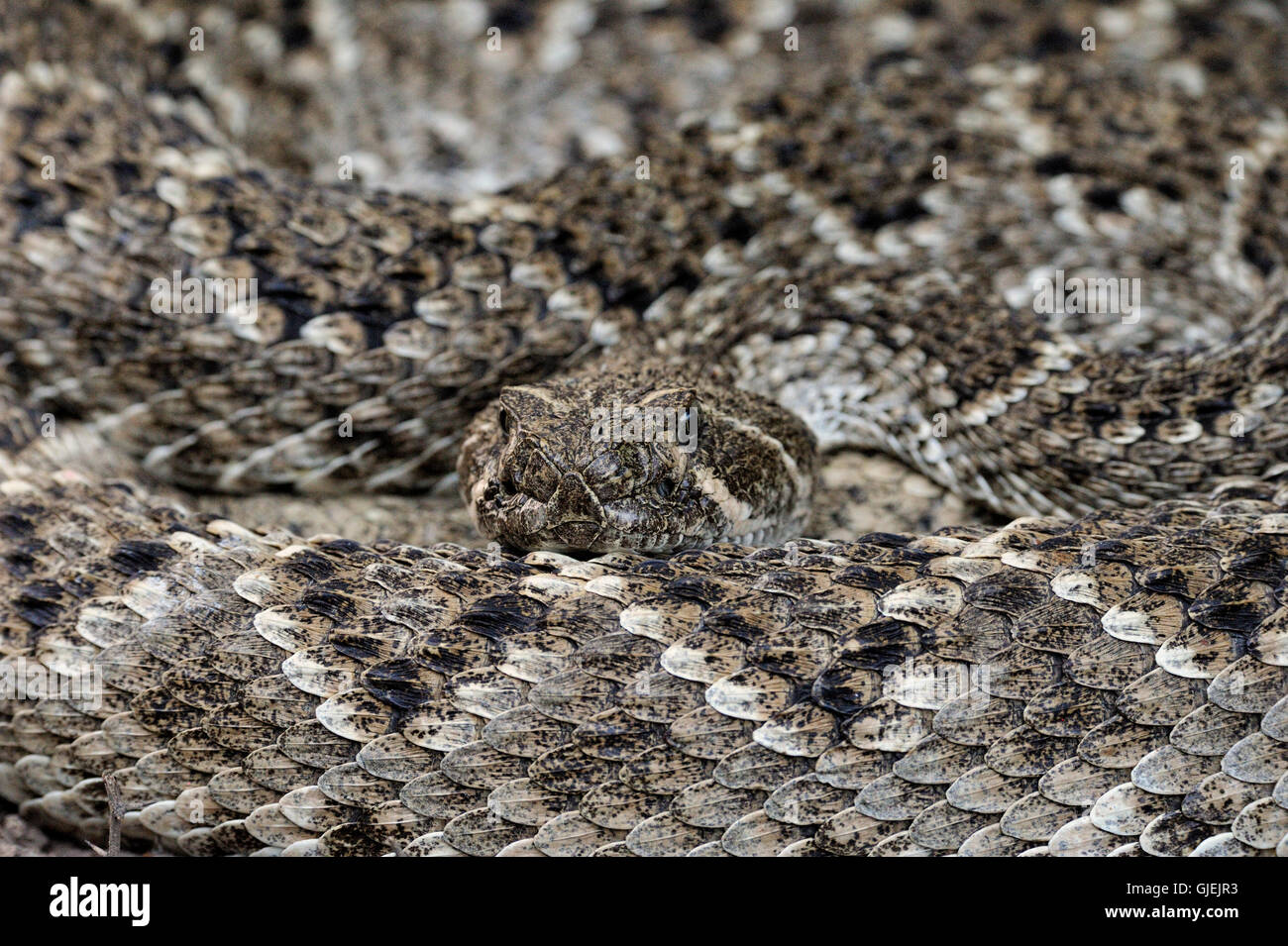 Western diamondback rattlesnake (Crotalus atrox), Rio Grande City ...