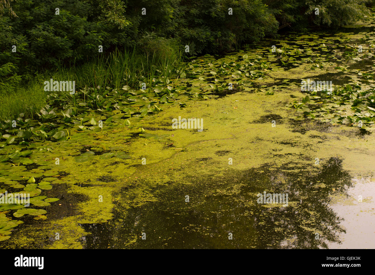 Green Leaves on Water Surface at Pond Bank Stock Photo