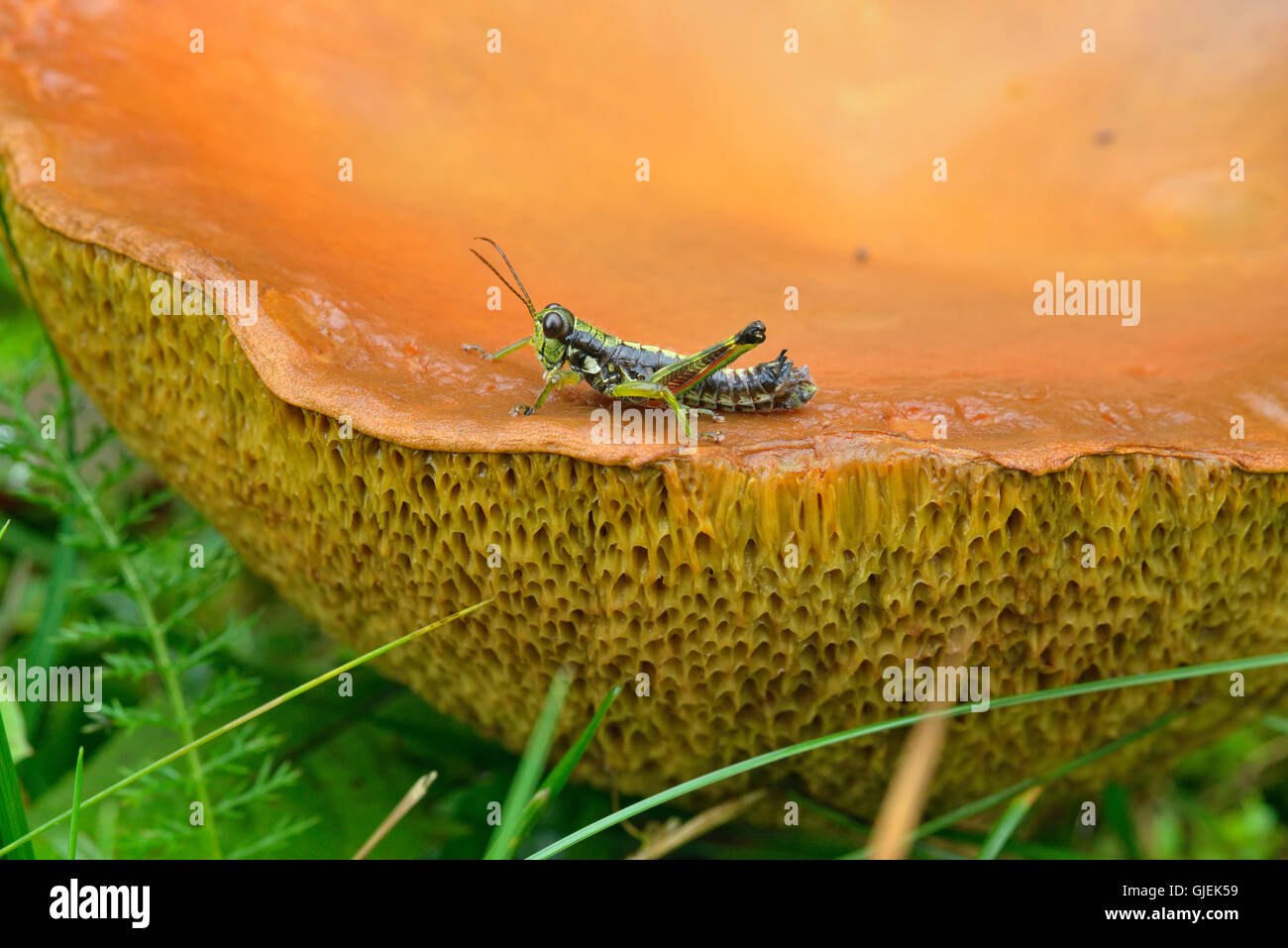 Bolete mushroom fruiting body (cap) with resting grasshopper, Greater Sudbury, Ontario, Canada Stock Photo
