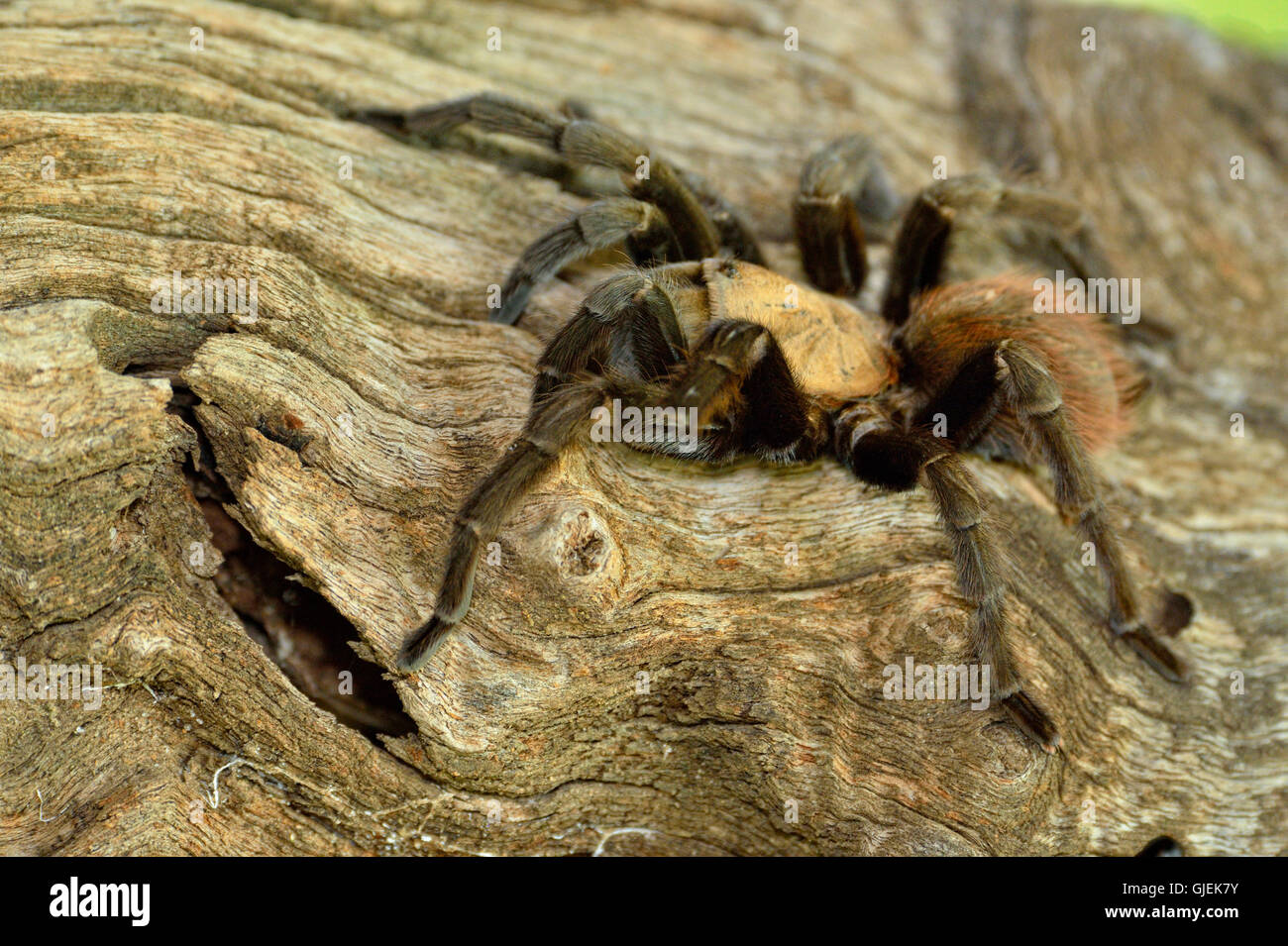 Texas Brown tarantula (Aphonopelma hentzi), Rio Grande City, Texas, USA Stock Photo