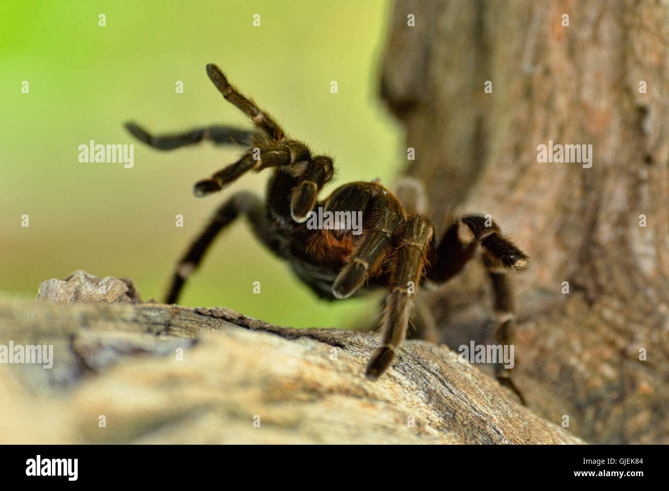 Texas Brown tarantula (Aphonopelma hentzi) Threat posture, Rio Grande City, Texas, USA Stock Photo