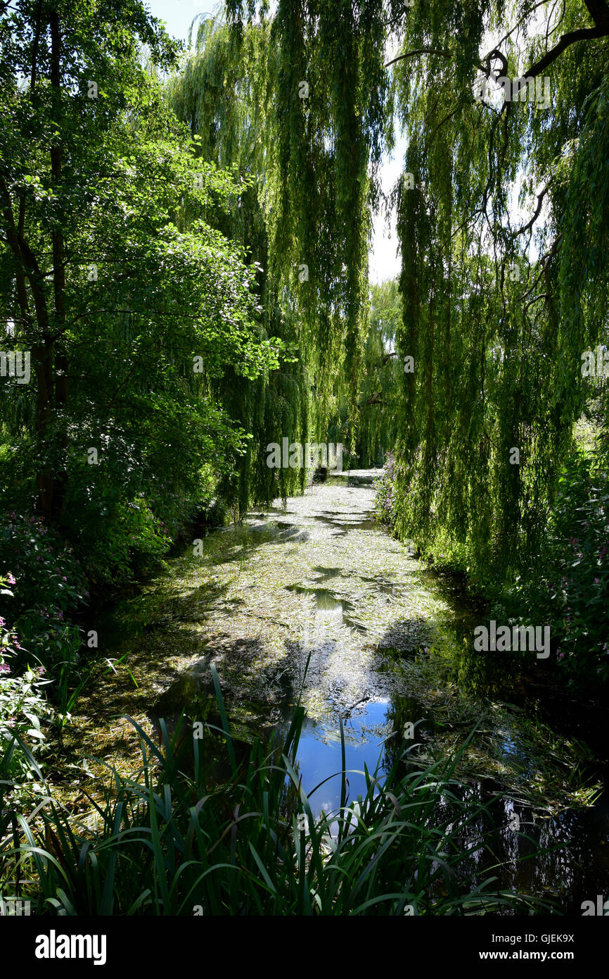 Weeping willow trees reflect hi-res stock photography and images - Alamy
