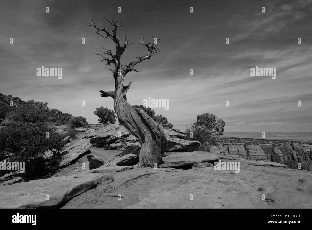 Black and white image of dead Juniper Tree in the Colorado National Monument in silhouette against blue sky Stock Photo