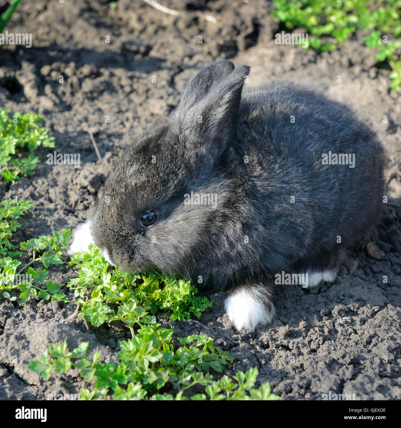 little rabbit eats the grass Stock Photo