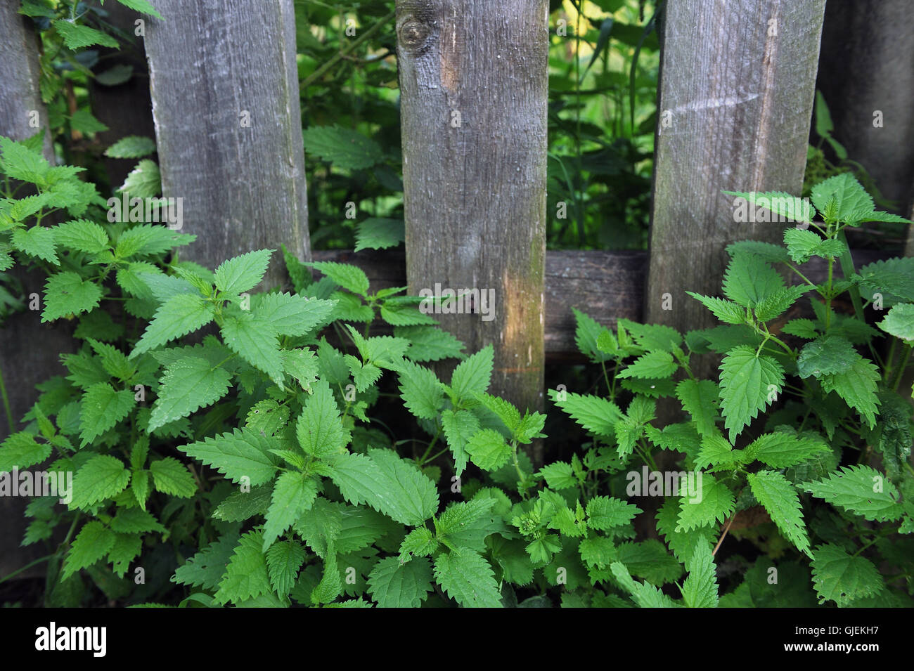 Weed plants hi-res stock photography and images - Alamy