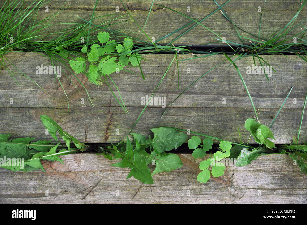 Green weed hi-res stock photography and images - Alamy