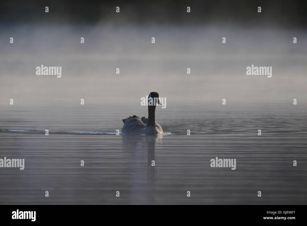 Lone canada goose hi-res stock photography and images - Alamy