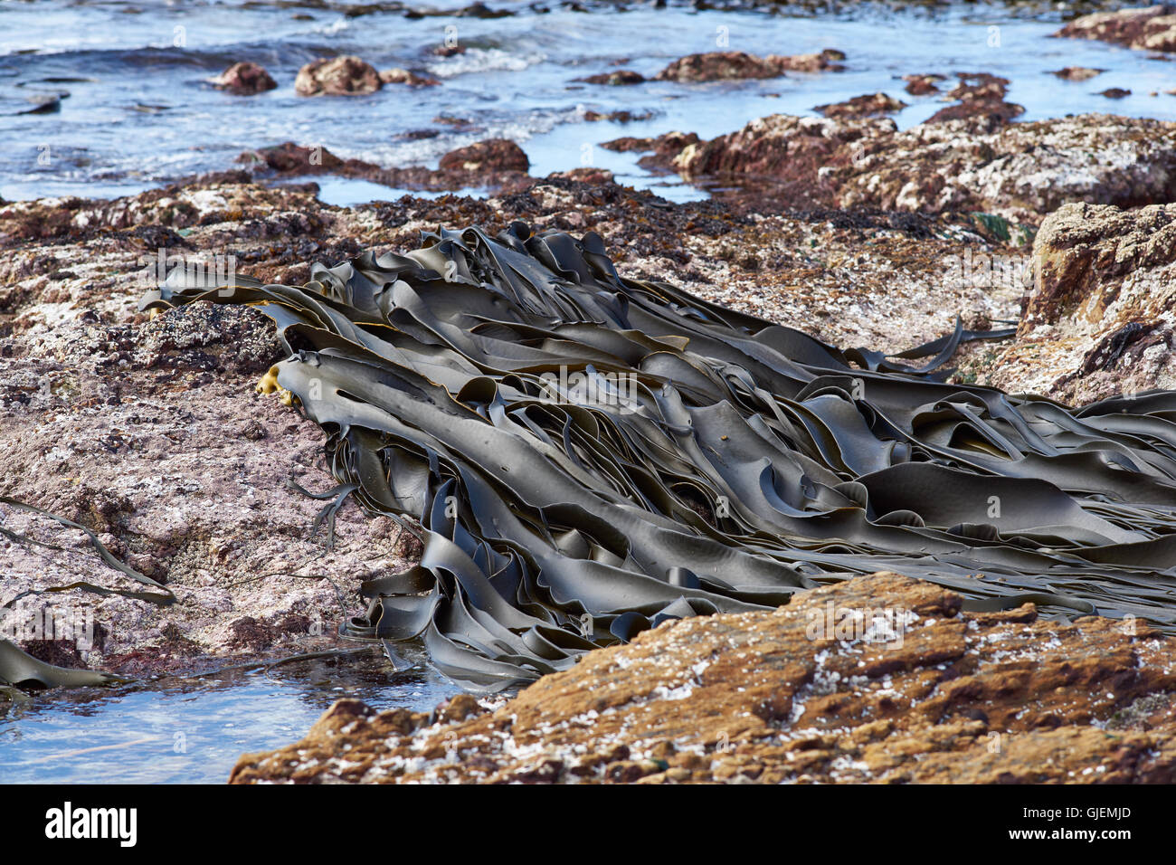 Giant kelp anchored to rocks on the exposed shoreline at Volunteer ...