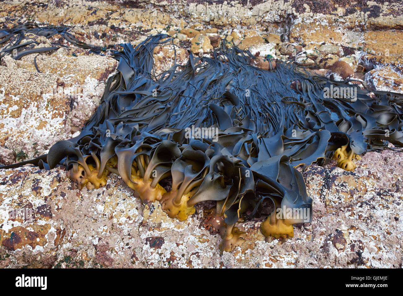 Giant kelp anchored to rocks on the exposed shoreline at Volunteer ...