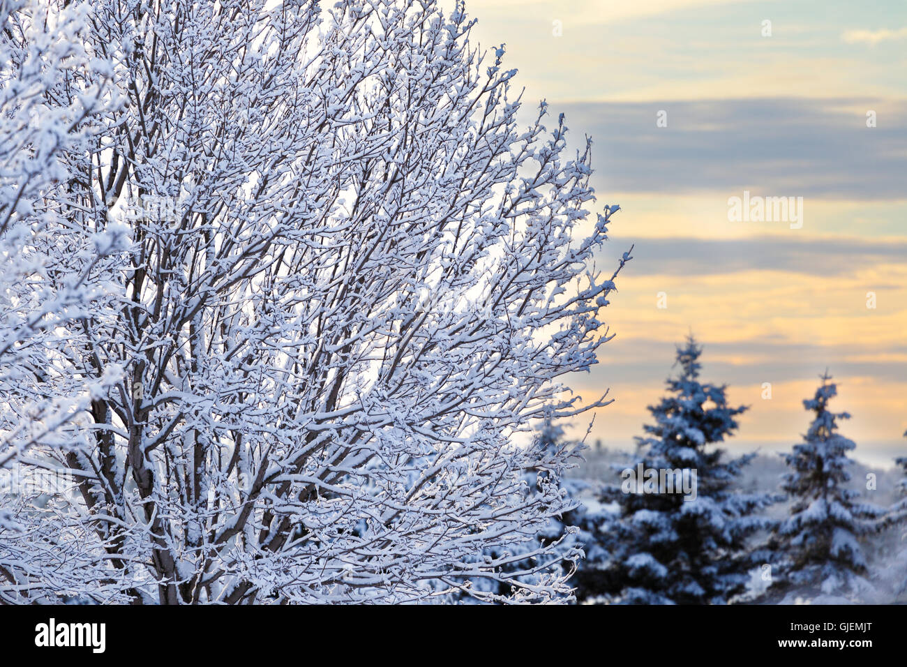 Branches of trees covered in snow in the early dawn light. Stock Photo