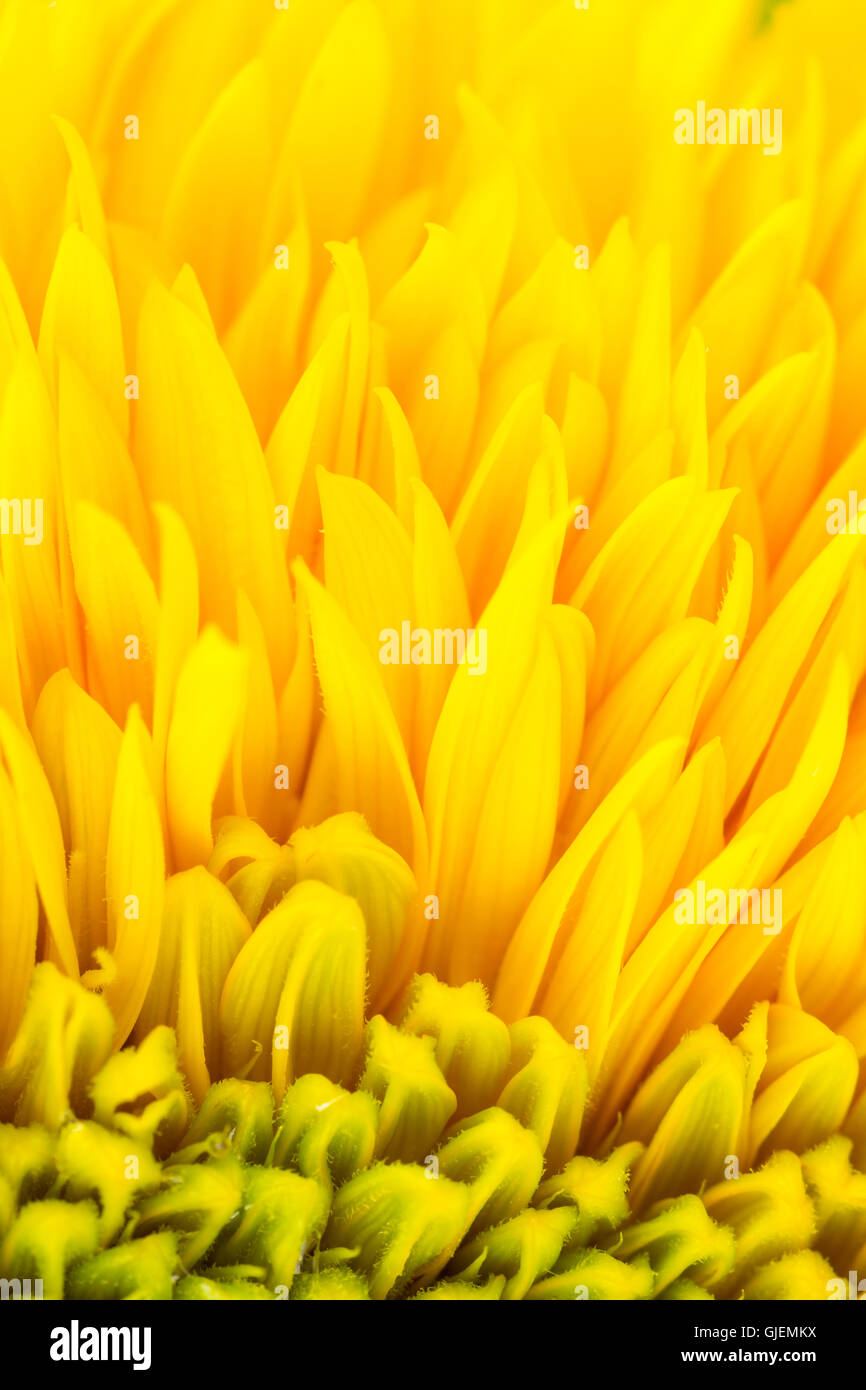 Close up of ray flowers of the composite sunflower. Helianthus annus Stock Photo Alamy