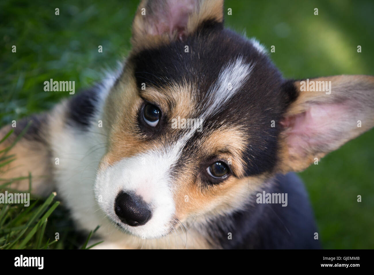 black and white corgi puppy