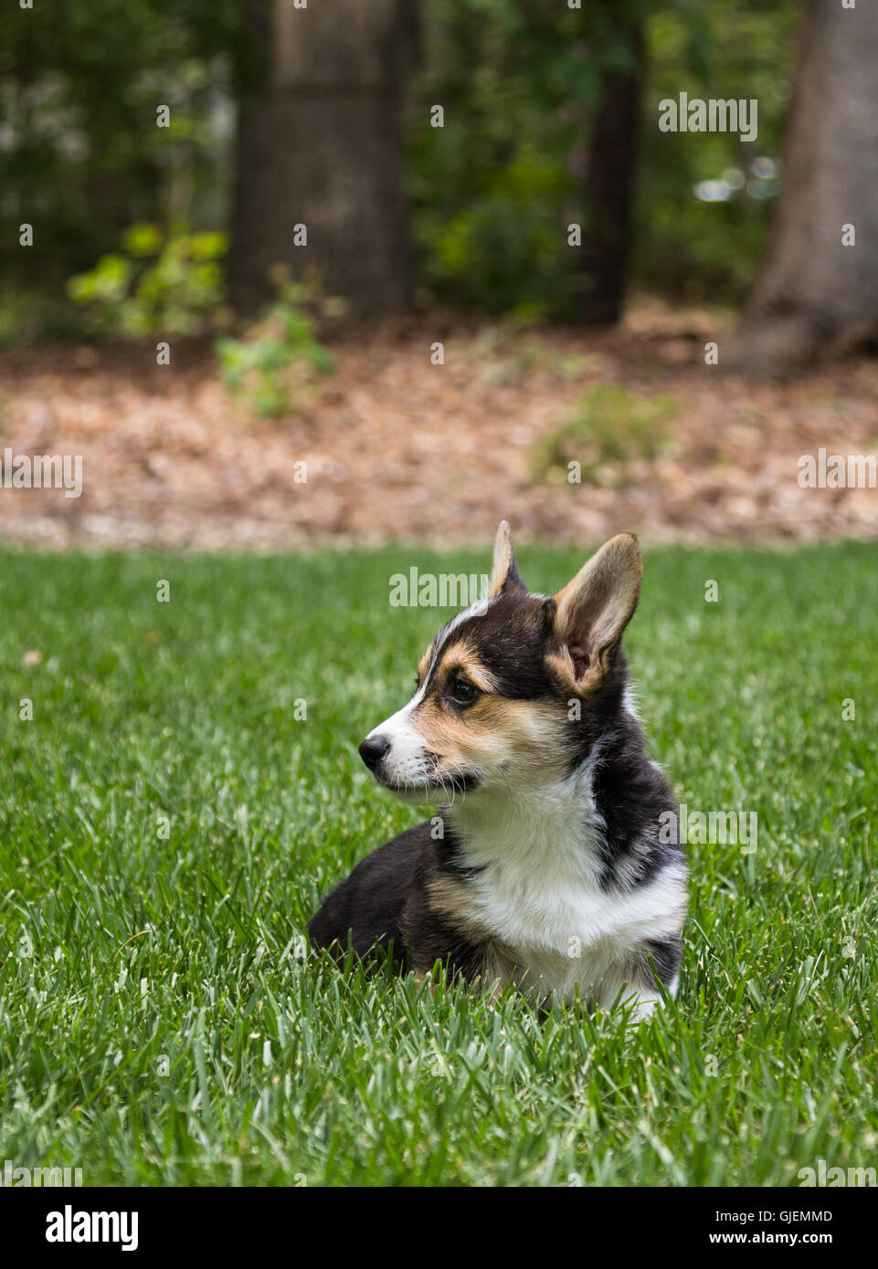 pup sitting in grass looking to side Stock Photo Alamy