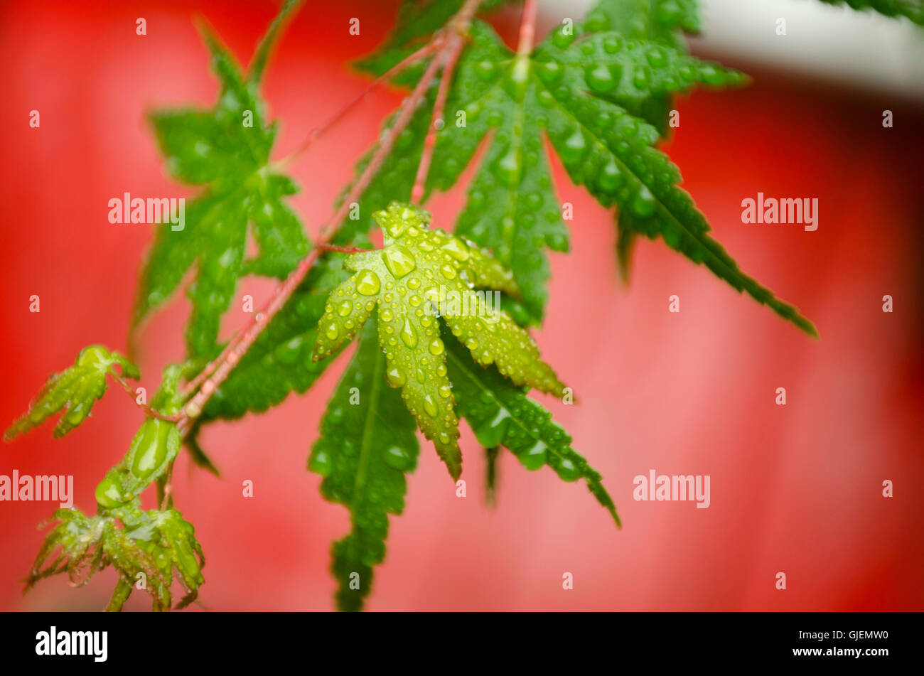 Green wet leaves hi-res stock photography and images - Alamy