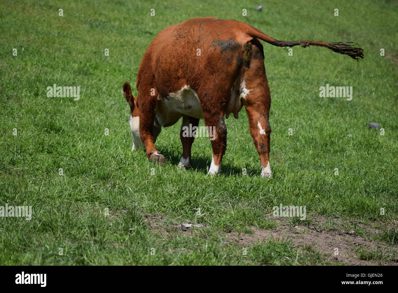 Brown Farm Cow Eating Food Stock Photo Alamy