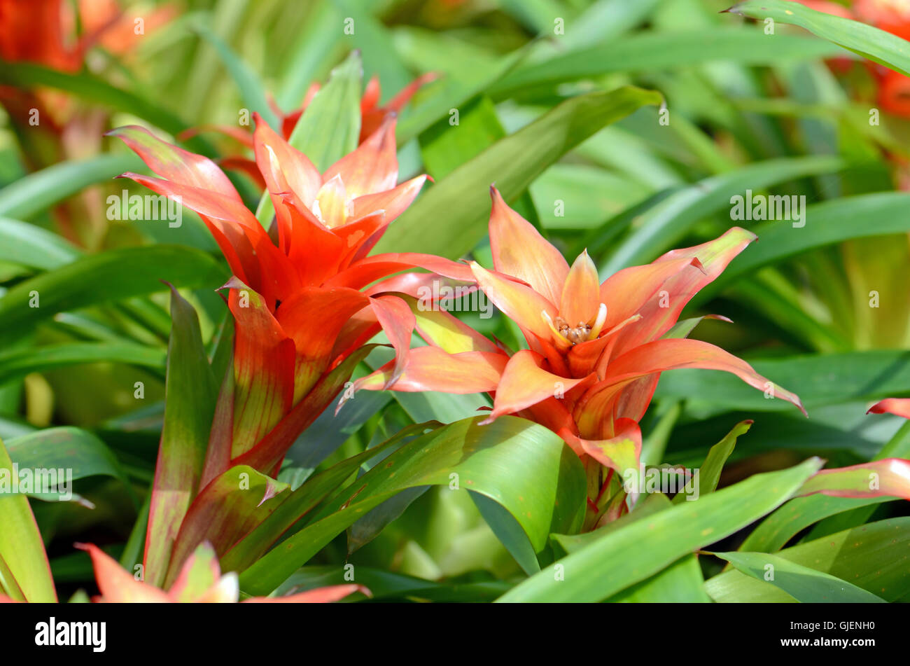 Bromeliad or Urn Plant (Aechmea fasciata) kind of local Brazil Plants. Stock Photo